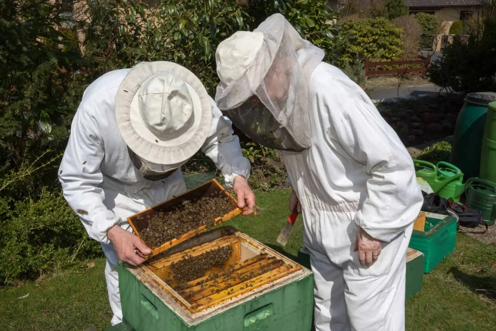 Beekeeping buddies