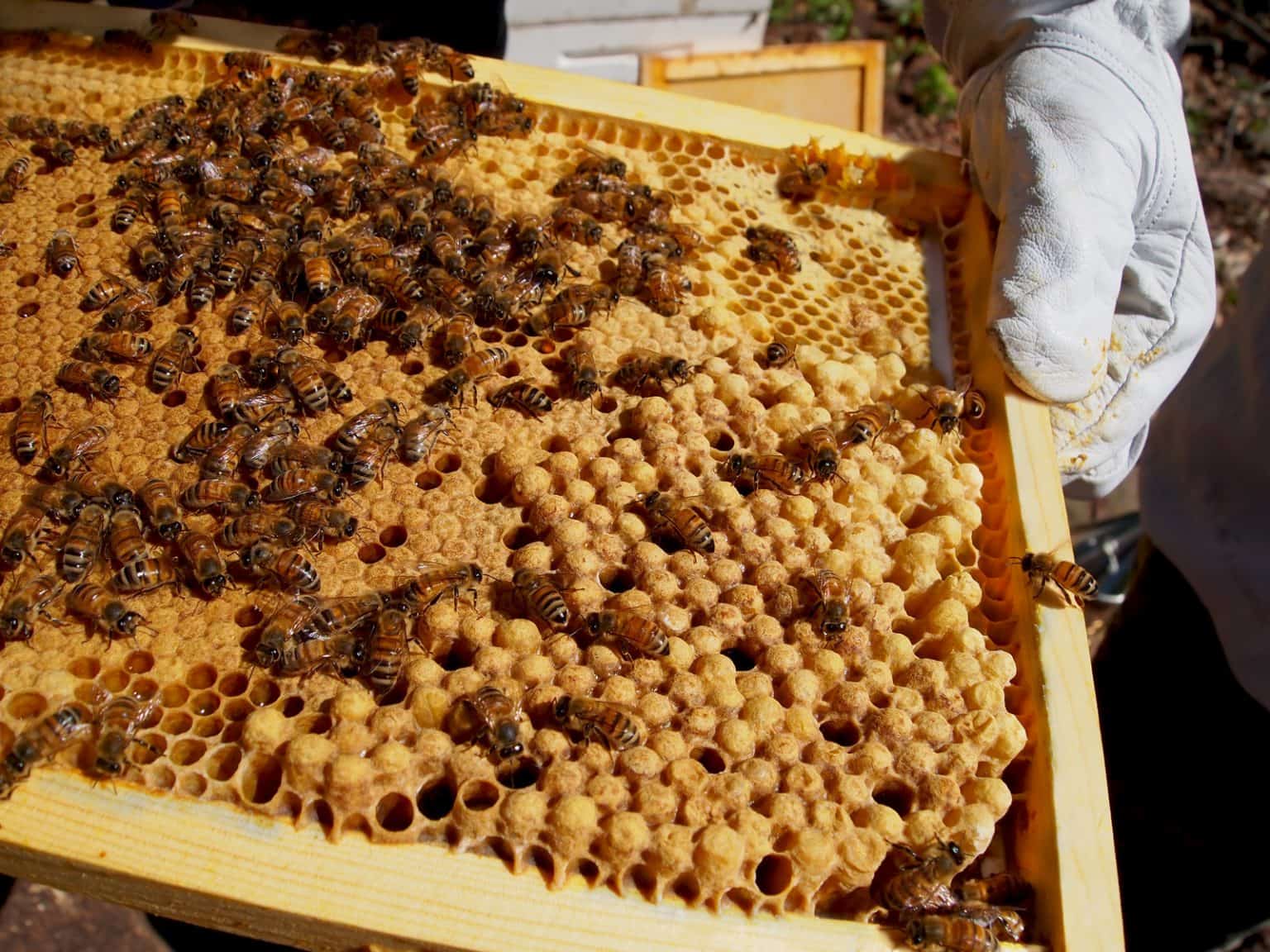 When and How to Store Honeycomb and Brood Comb - Backyard Beekeeping