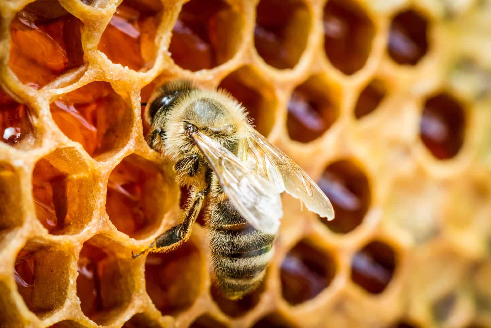 A closer look at how bees make honey - PerfectBee