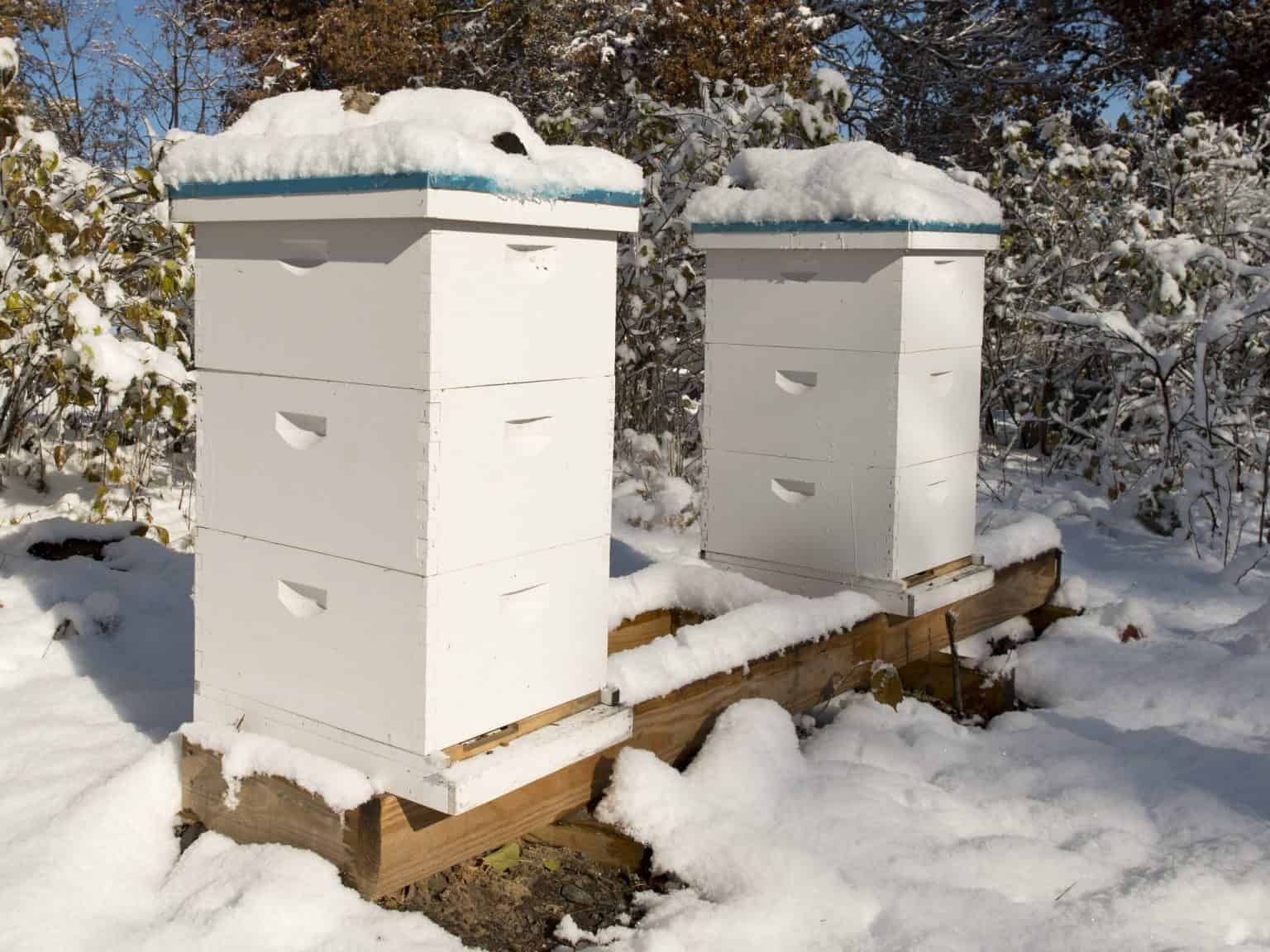 Beehives in winter