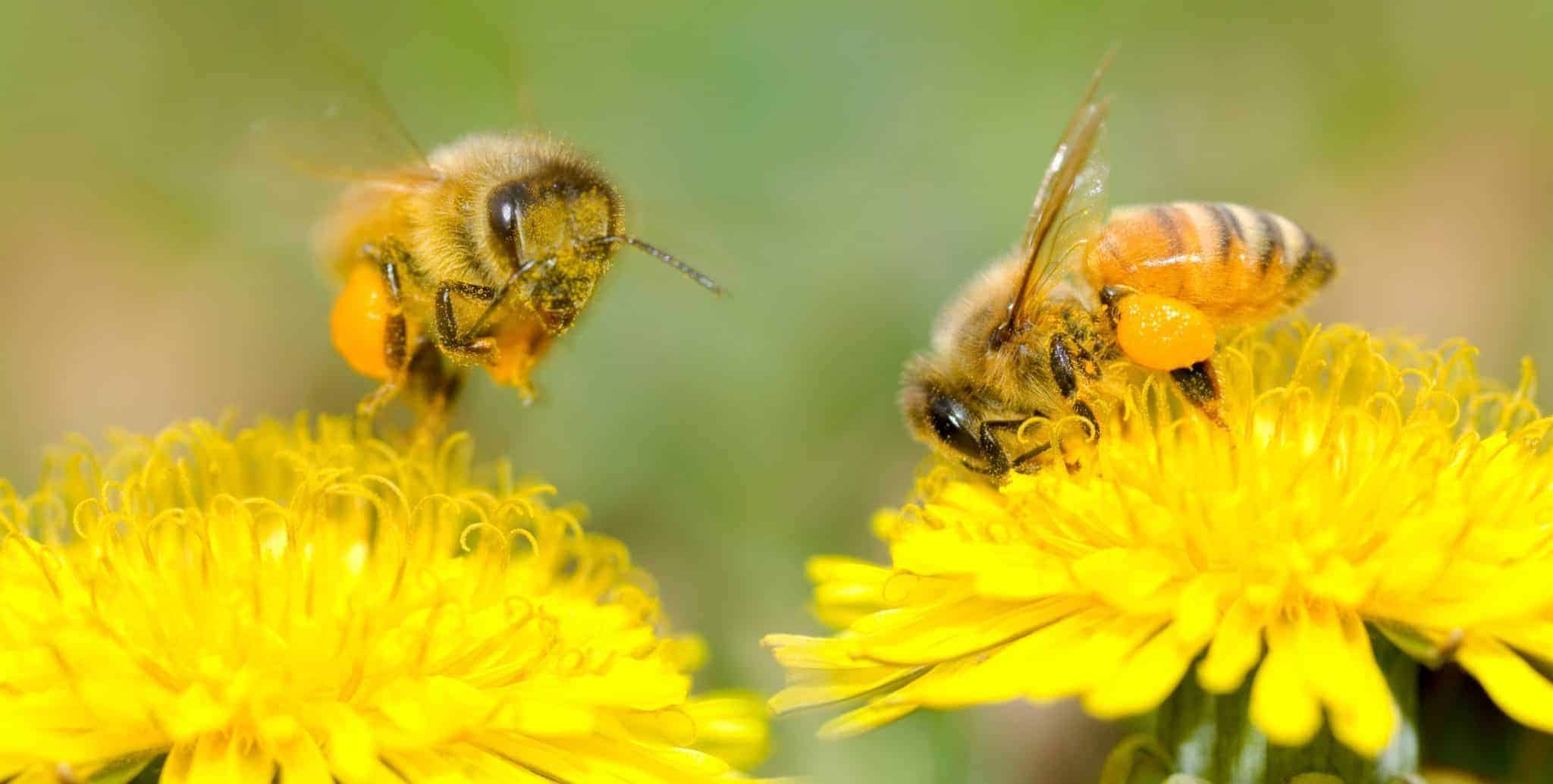 Exploring The Process Of Pollination