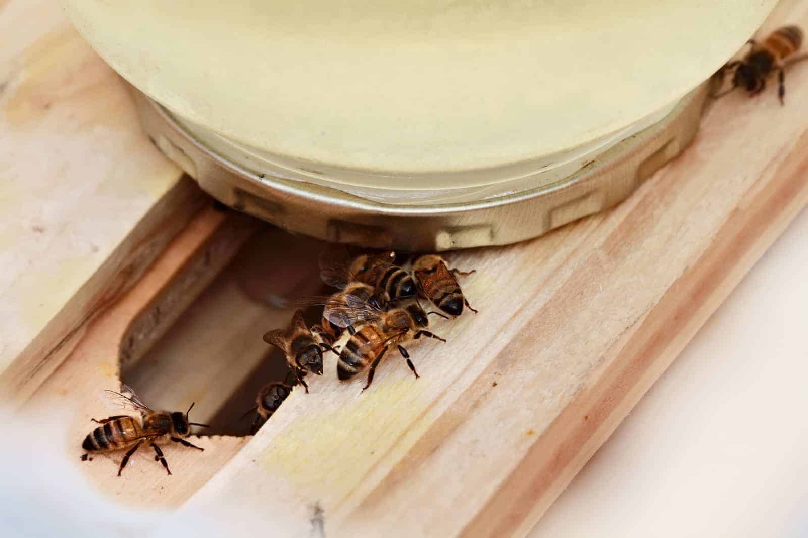 Round Hive Best Beekeeping Supplies M3Q8 Bee Feeder Rapid Bee Water Feeder 