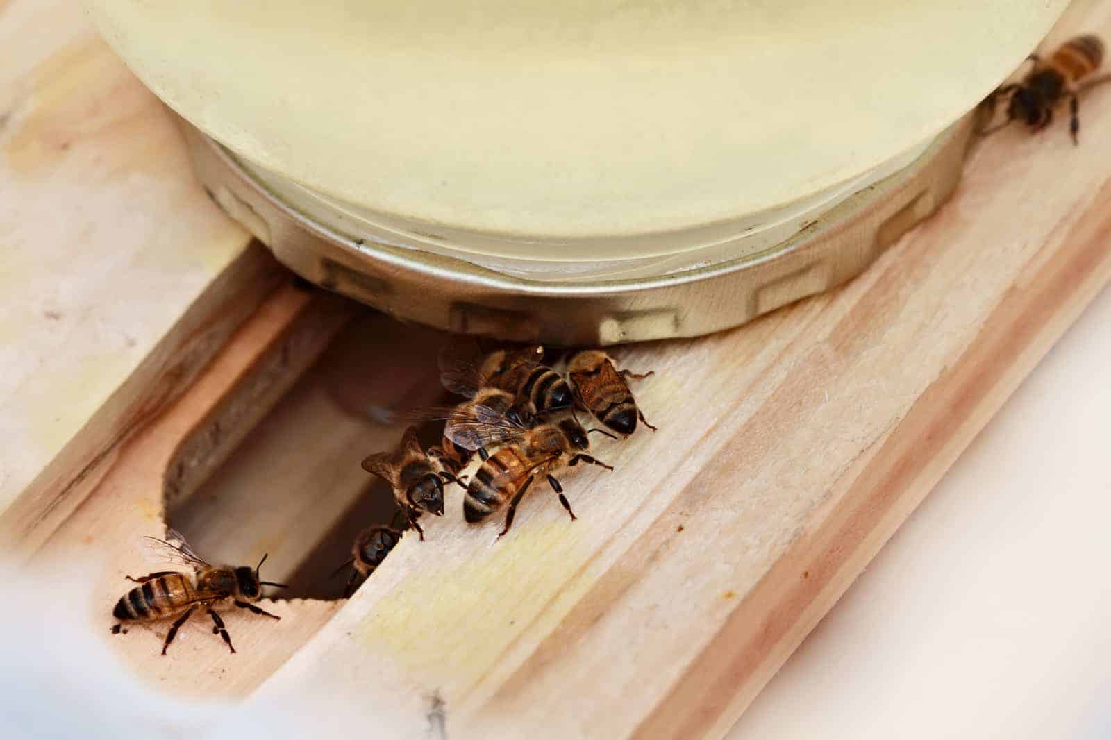 Using Feeders With Your Beehive Perfectbee