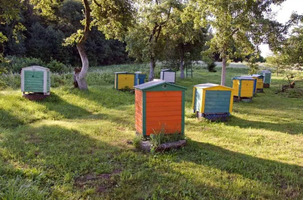 Beehives in garden