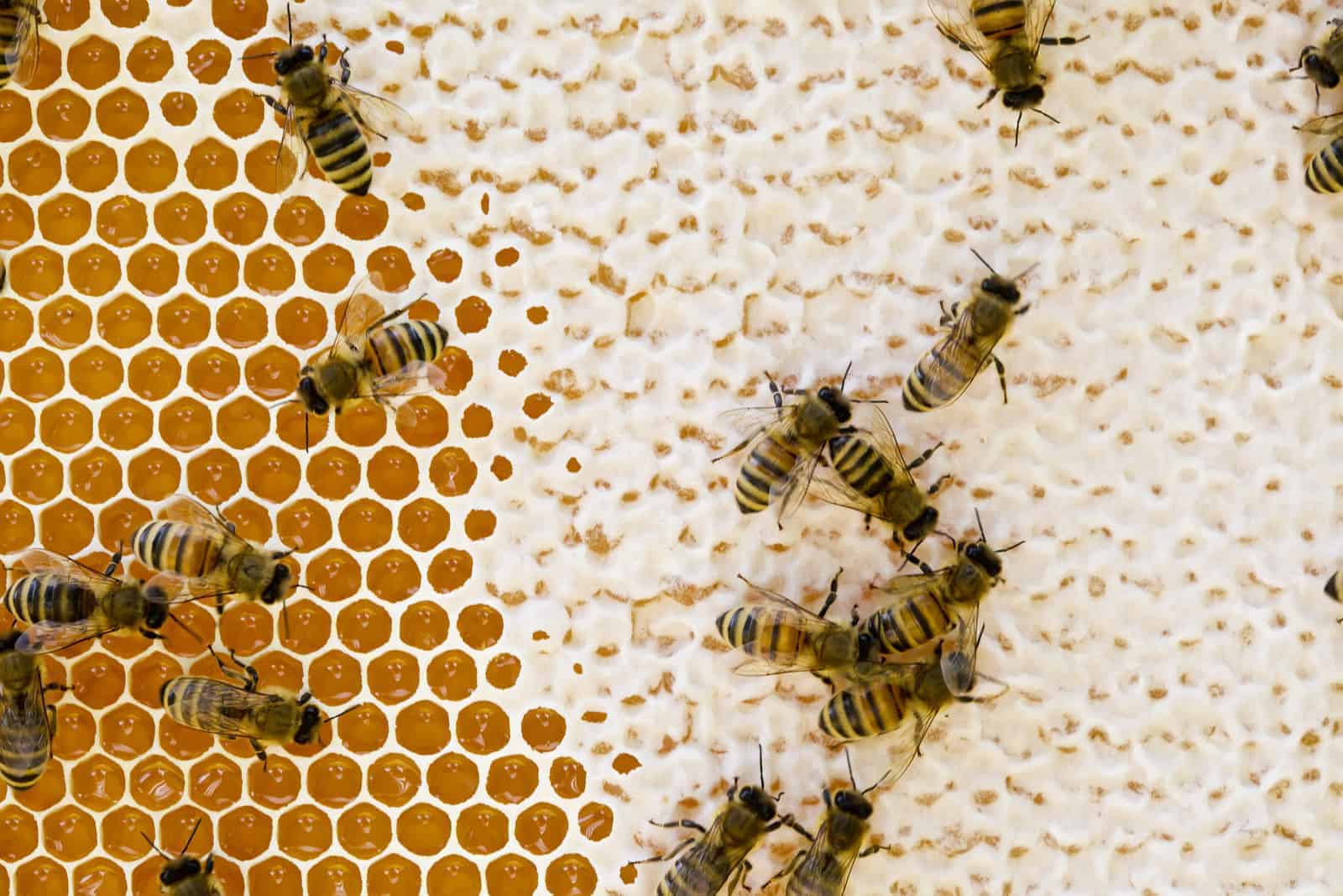 Why do bees make honey?