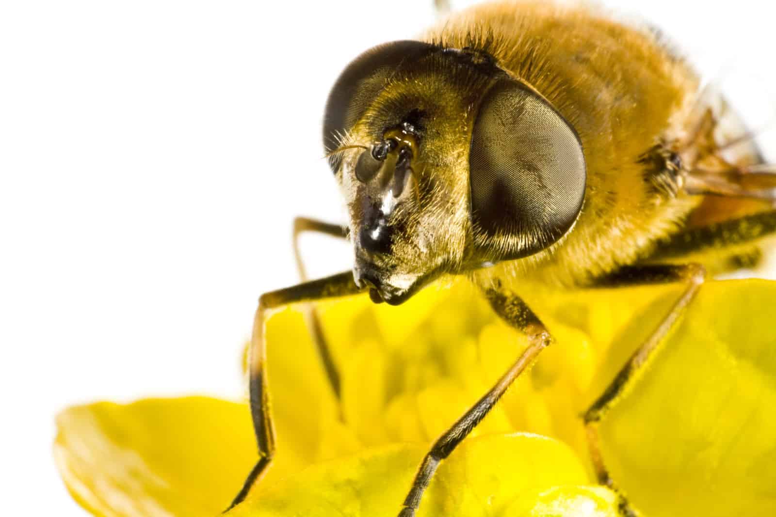 Do Bees See Colors? - PerfectBee