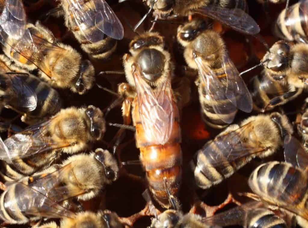 The Role of the Queen Bee -Beekeeping safety tips in spring