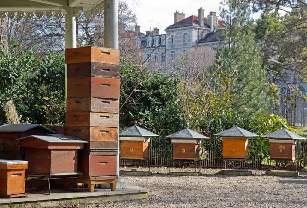 Beehives in the city