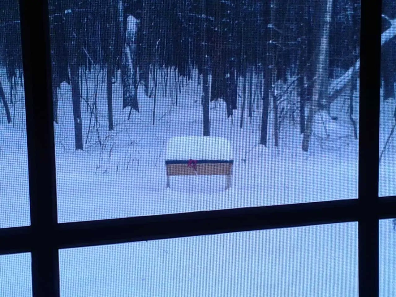 my beehive in the snow by sarah woodard