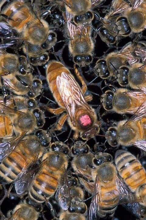 Honey Bee Queen Cages 10 