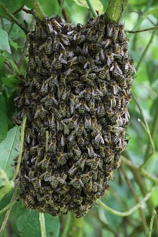 Bee swarm on a tree
