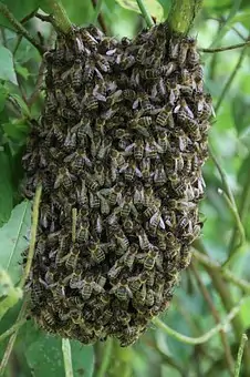 Bee swarm on a tree