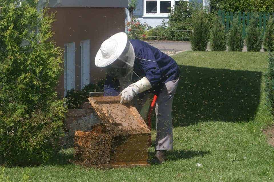 Urban beekeeper