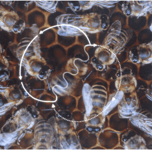 Bee waggle dance