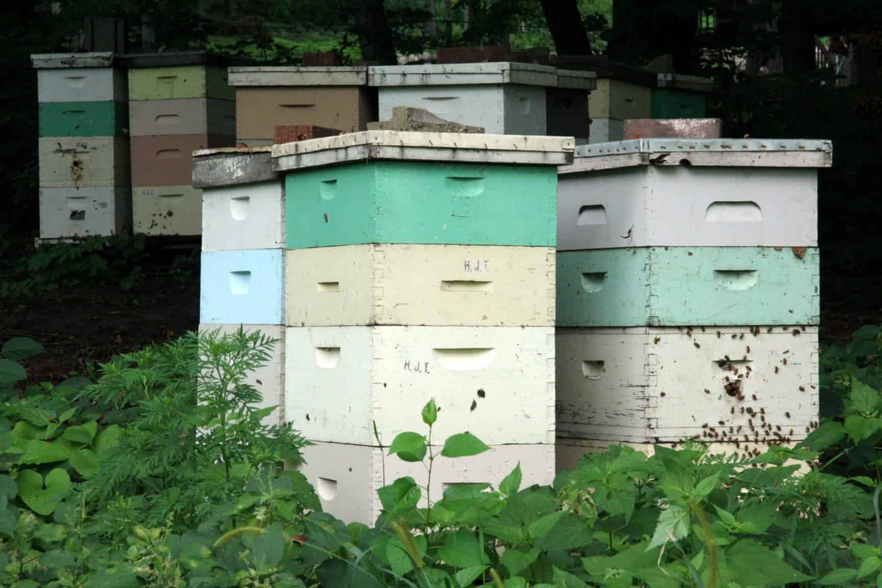 Beehives
