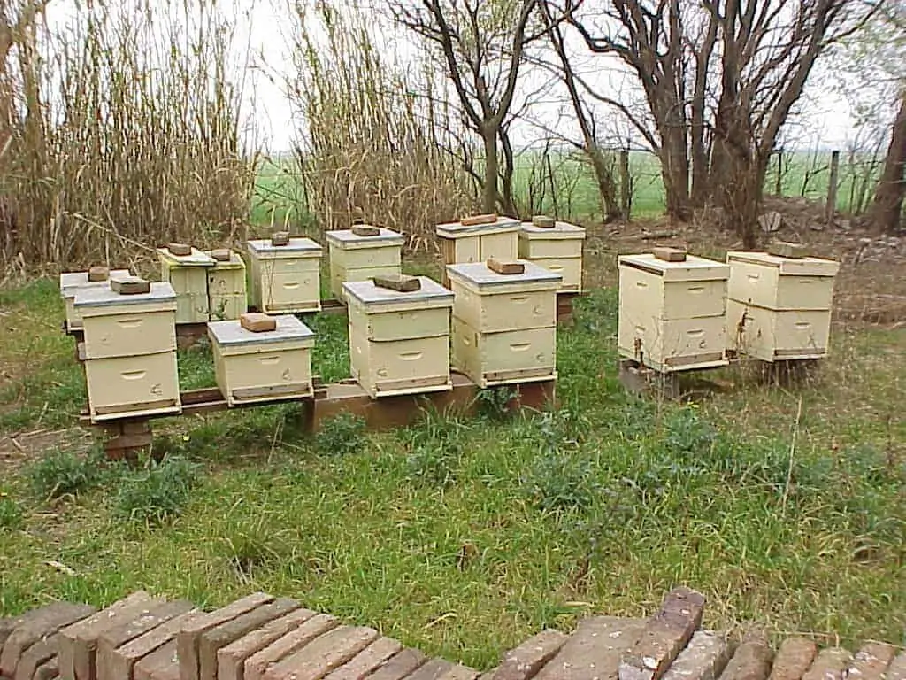 Multiple beehives