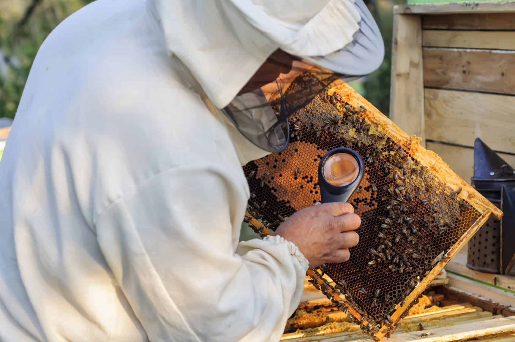 Beekeeper studying the eggs and larvae of bees with help a magnifying glass.