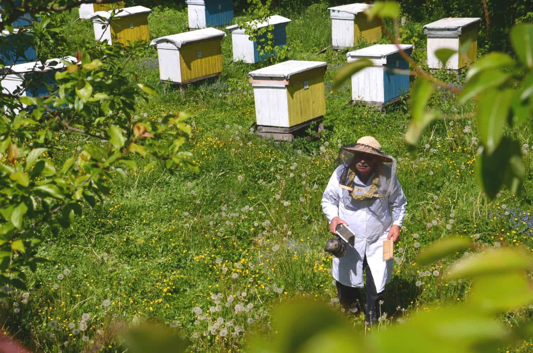 Beekeeper checking hives