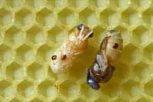 Varroa mites