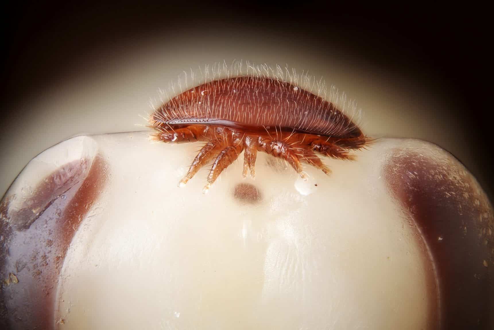 Varroa destructor on head of bee nymph