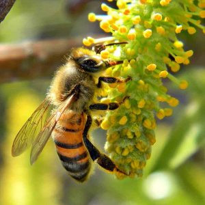What happens if you harvest honey too early or too late?