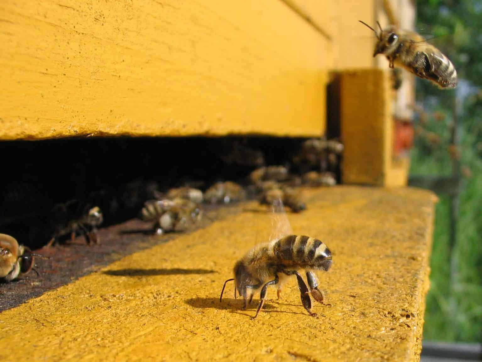 Honeybee cooling