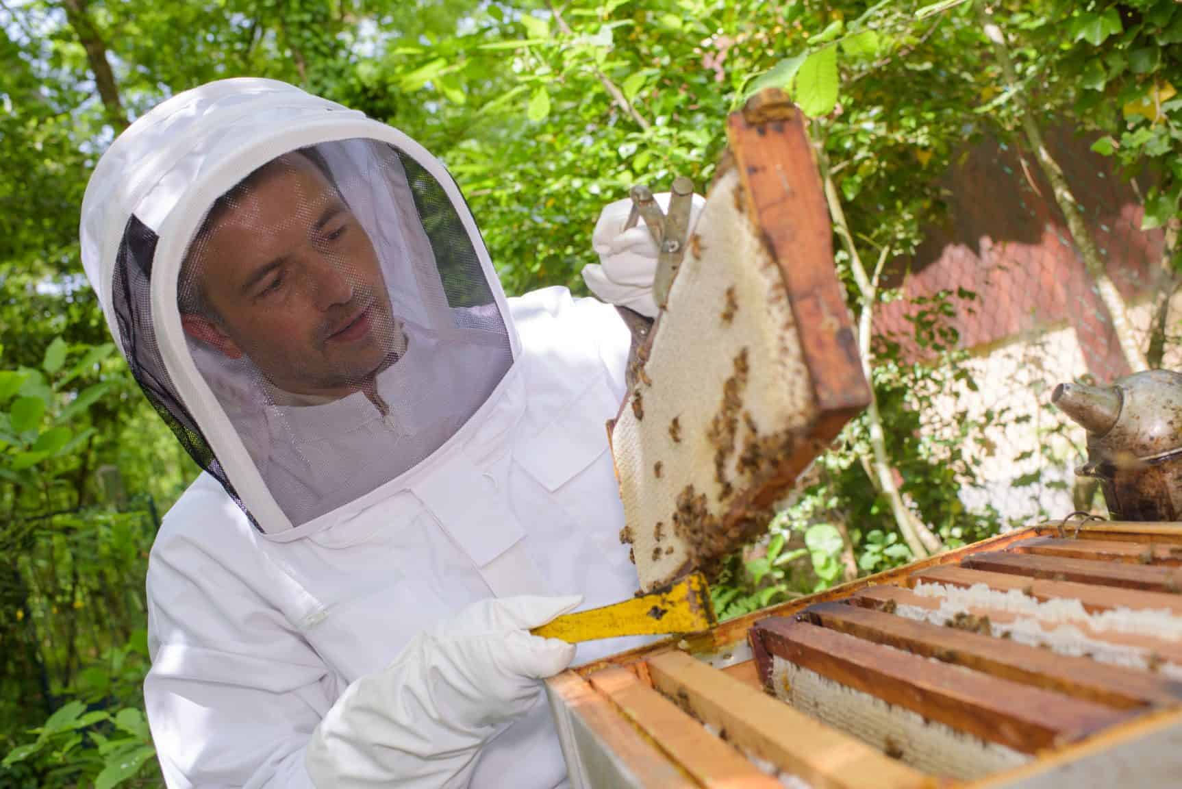 The PerfectBee Online Beekeeping Course PerfectBee