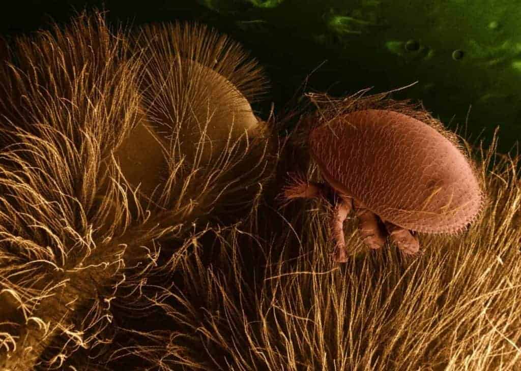 Varroa Mite