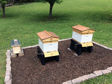 Critical Decisions for Bee Yard Setup - PerfectBee