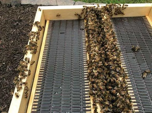 Hive Top Feeder