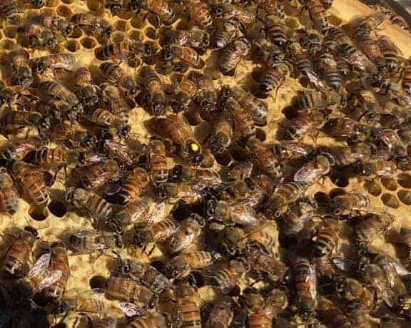 Resource Hives, Queen Castles And Nucs: Essential Beekeeping Tools