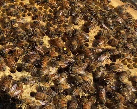 Marked Queen in Nucleus Hive