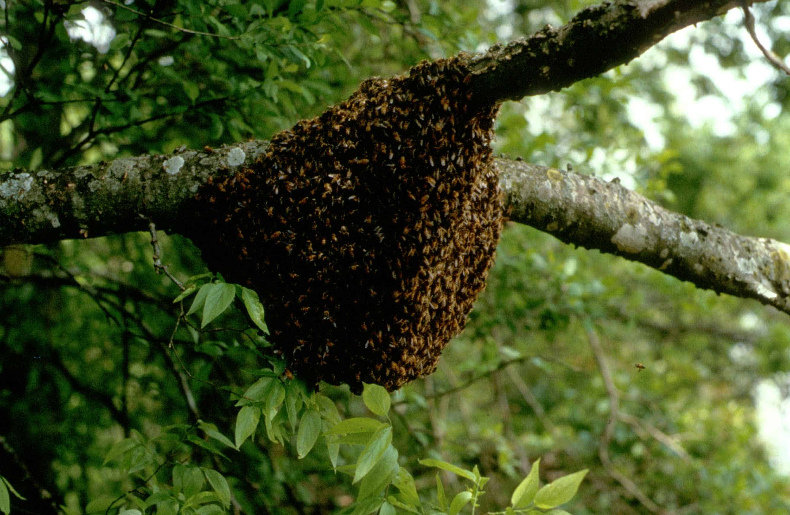 Nuclei of honey bees nest on a branch