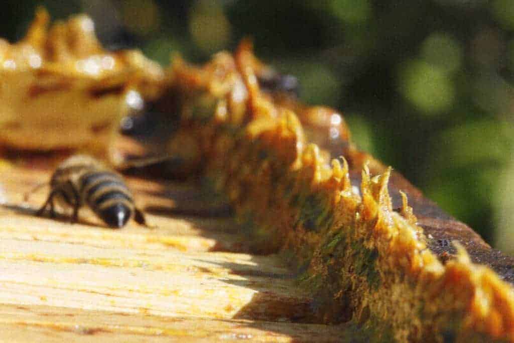 Is the sticky stuff in this little bee house what I think it is???!! : r/bee