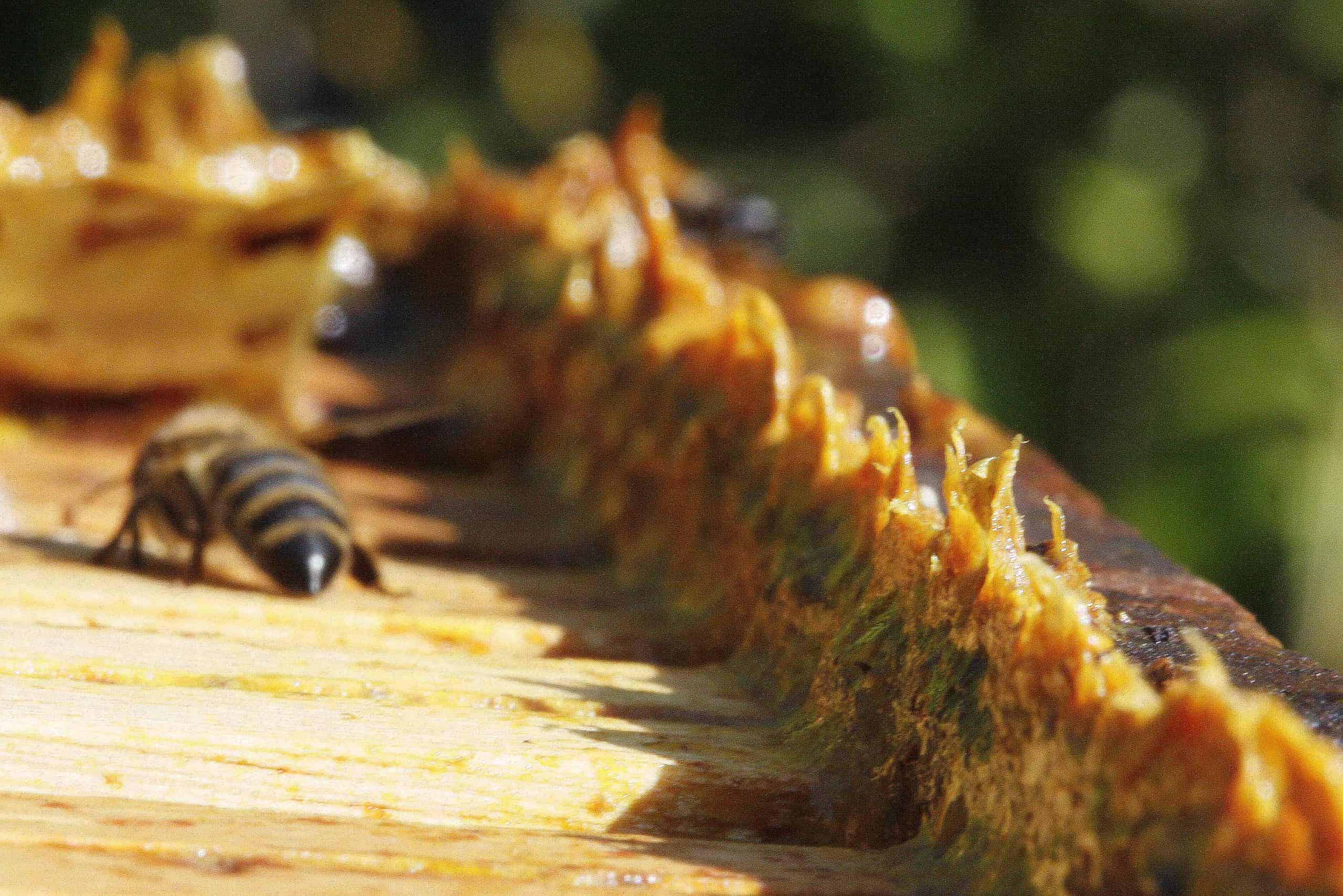 What is Honeycomb and It's Vital Role in the Hive?- Carolina Honeybees