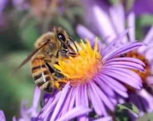 Honey Bee Extracts Nectar