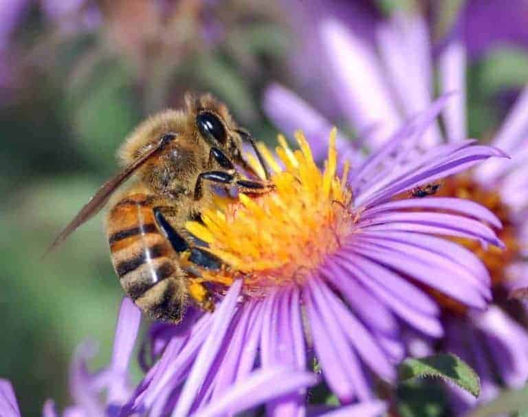 How Far Do Bees Forage? PerfectBee