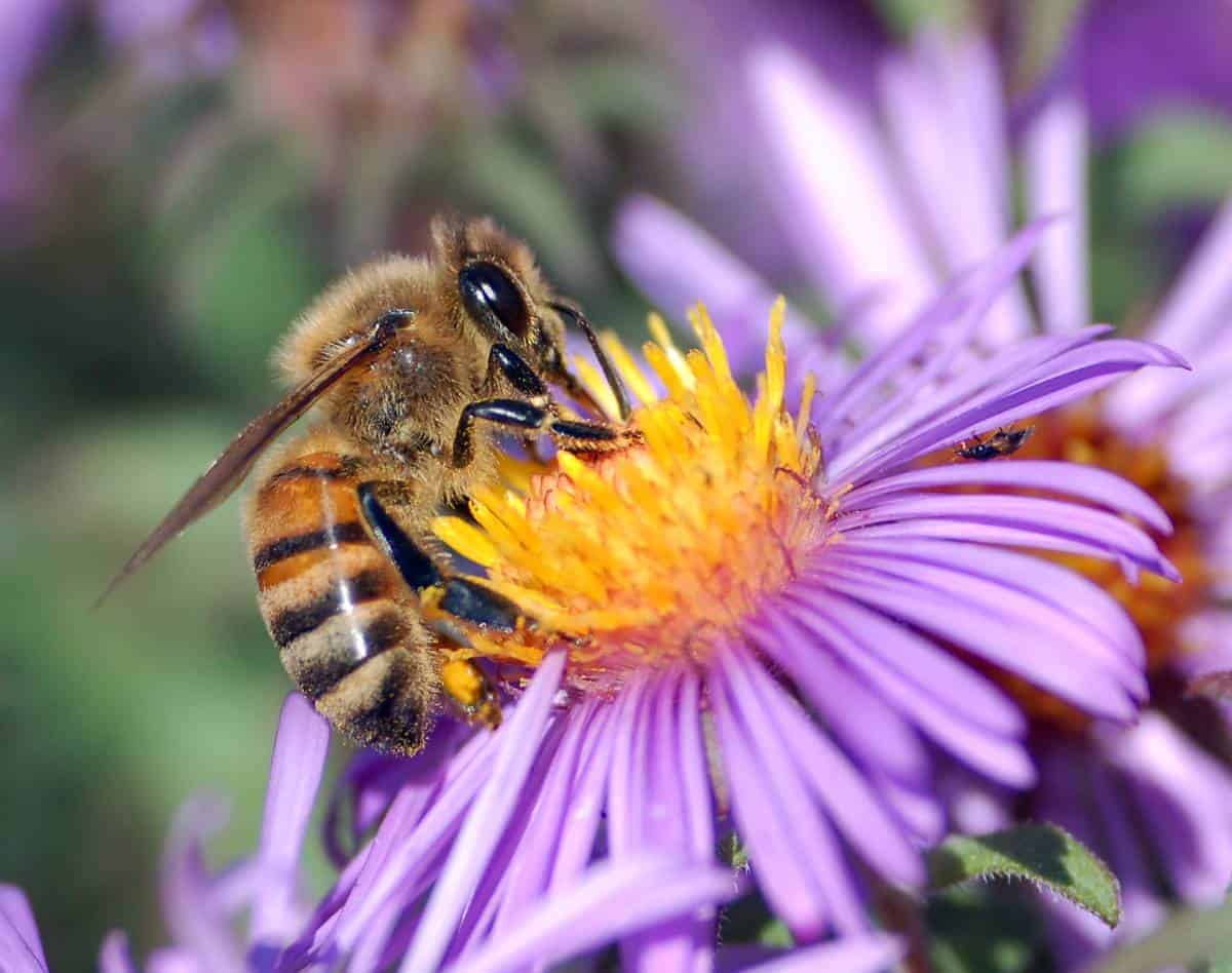 european honey bee extracts nectar 1200