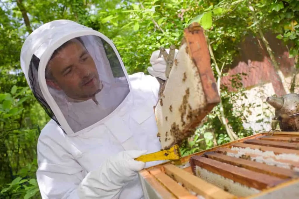 Checking On Bees