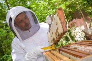 What should I do after removing honey frames?