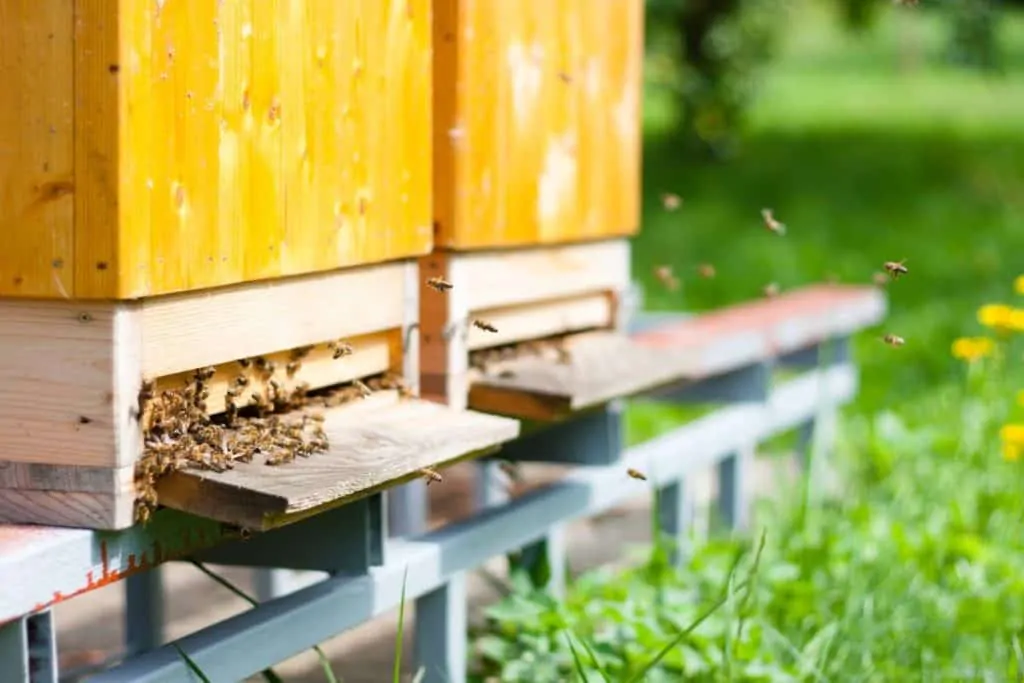 Bees going into hive