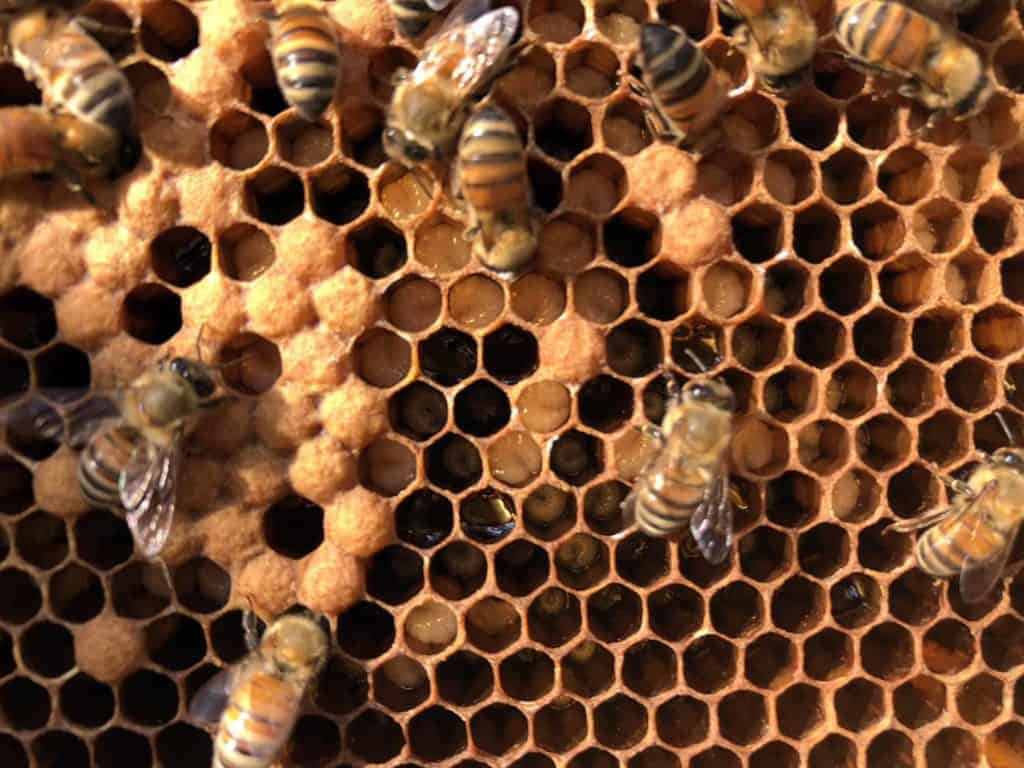 Brood Closeup with Much Older Larvae