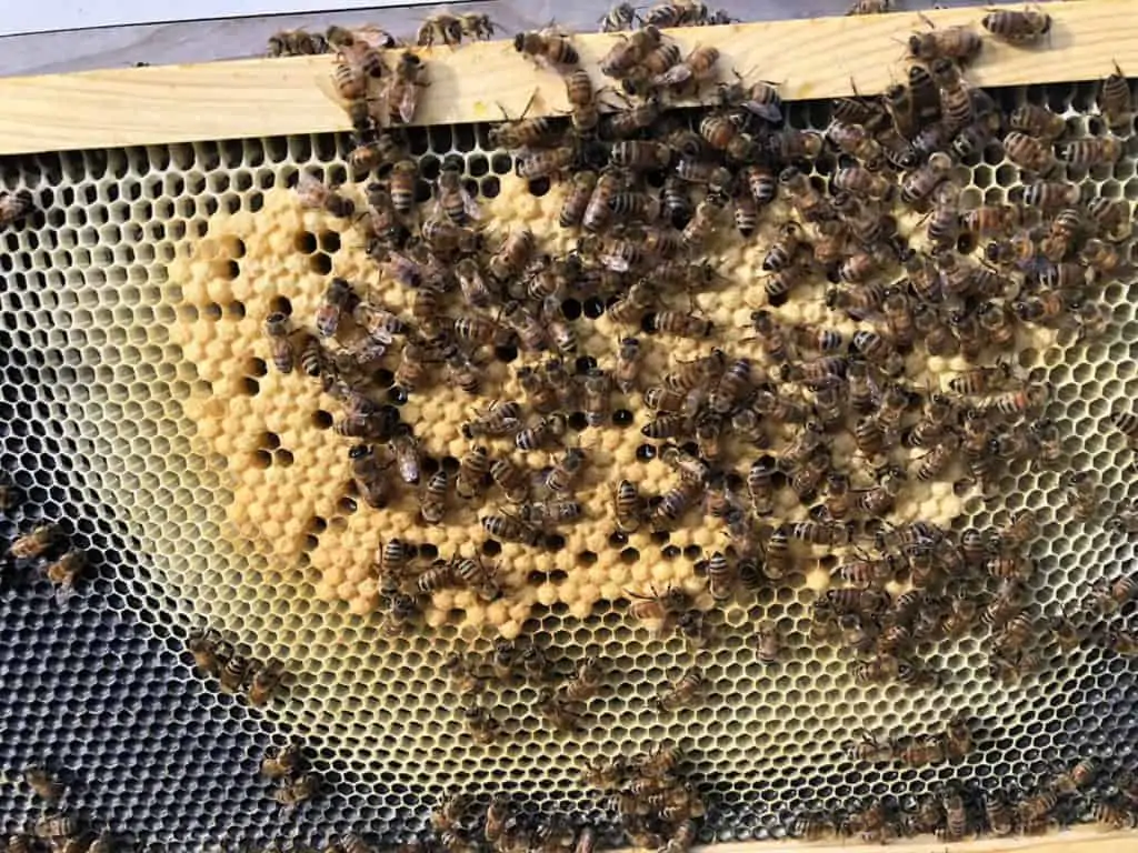 More Capped Brood