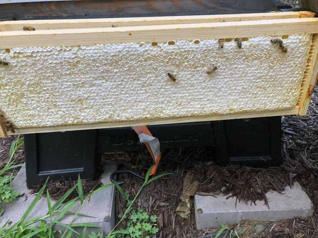Frame of Honey