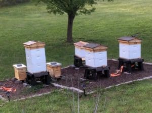 A Growing Apiary