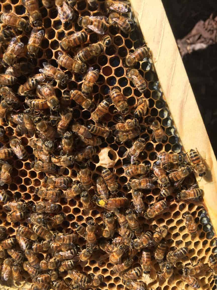 Beekeeper 3 pack Tablets BASALT treatment of varroatosis bees Varroa Imker 
