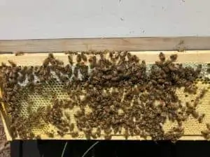 Hive Acquitaine Brood Pattern