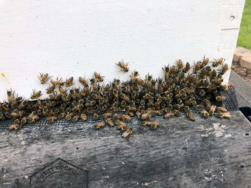 Hive Florence’s Population