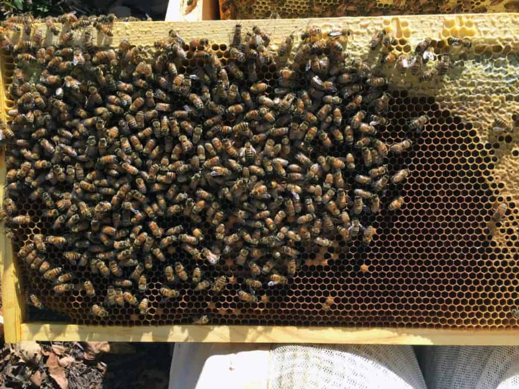 Hive Rome Frame of Brood