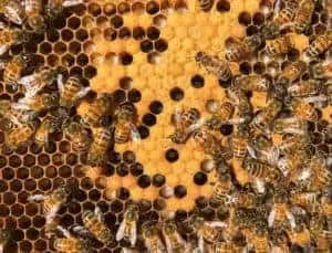 Closeup of the Brood - Hive Rome